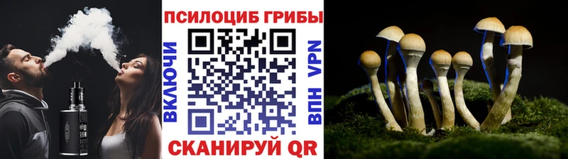закладки  Ессентуки  Псилоцибиновые грибы MAGIC MUSHROOMS 